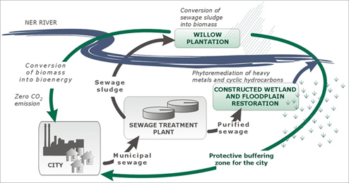 Restoration concept towards sustainable sewage system management: phytoremediation for sewage sludge utilization and bioenergy production.